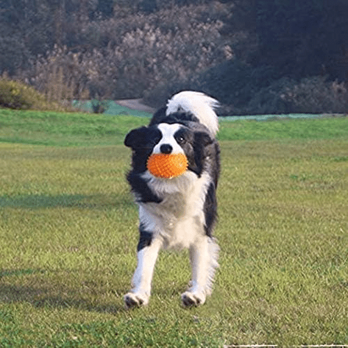 Balle pour Chien - BiteResistantBall™ - Orange - Au Palace du chien