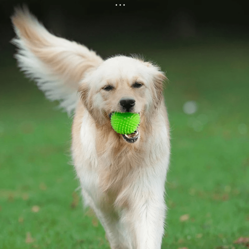 Balle pour Chien - BiteResistantBall™ - Vert - Au Palace du chien