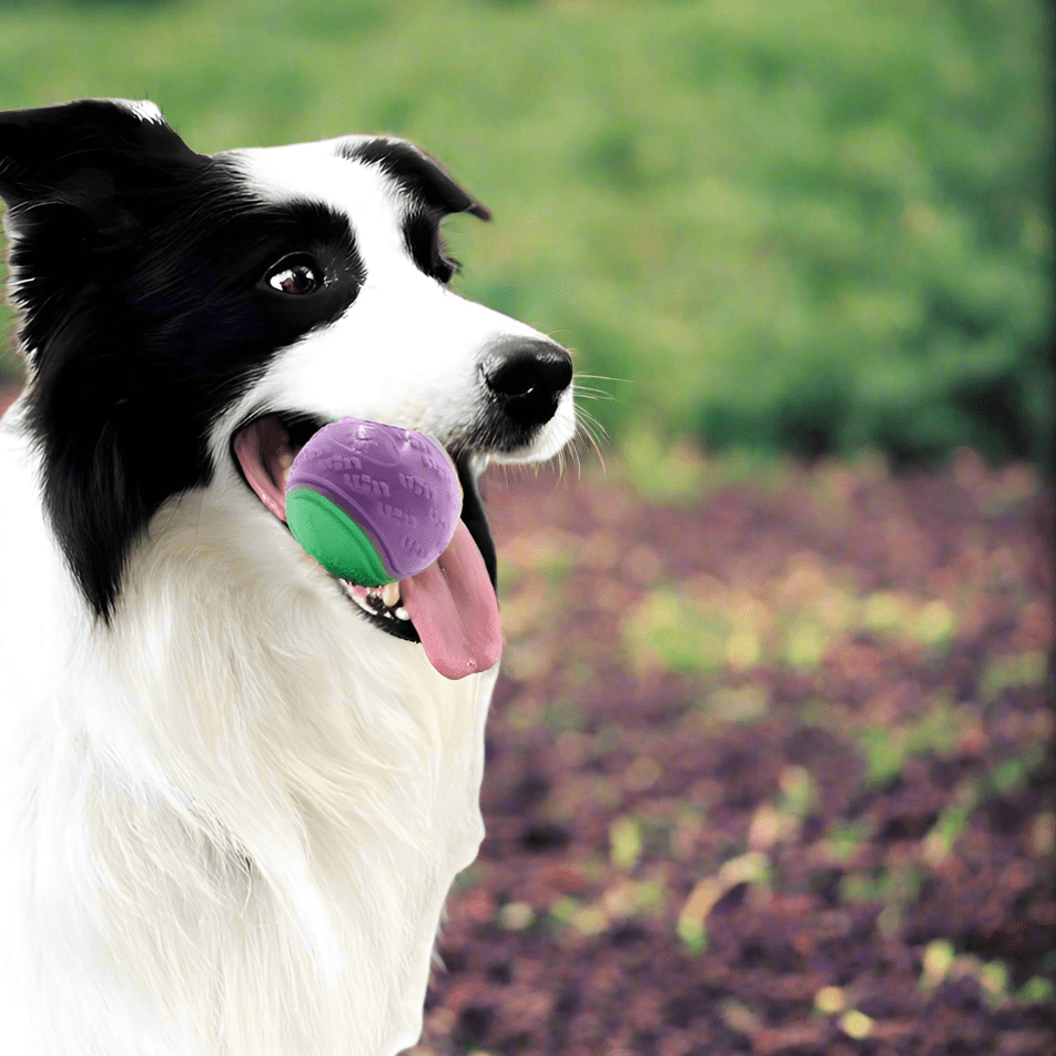 Balle pour Chien - InteractiveToys™ - Violet - Au Palace du chien